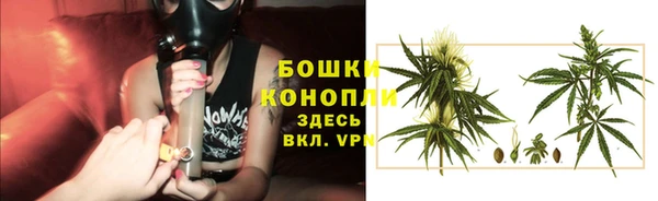 прущие грибы Инта